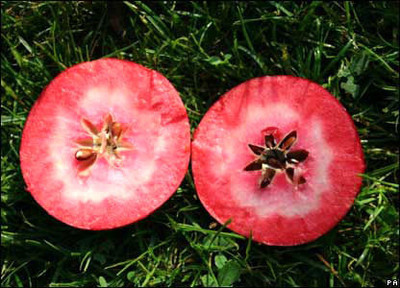 苹果的种类和味道区别 苹果的味道