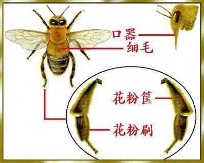 蜜蜂是怎样找到花的来采蜜的？ 蜜蜂采蜜图片