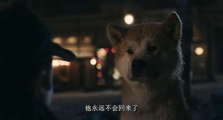 从《忠犬八公》看狗与人的友谊 忠犬八公电影