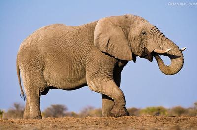 【反对进口非洲象】中国不是他们的家！ 非洲象