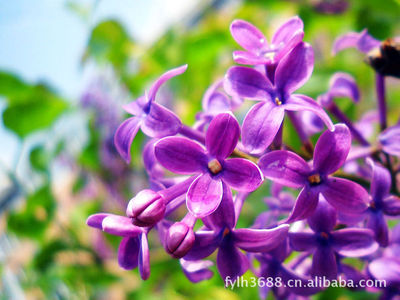 紫丁香图片和介绍 紫丁香花图片