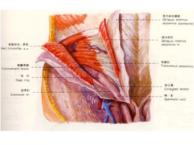 腹股沟区域的解剖 腹股沟管解剖图