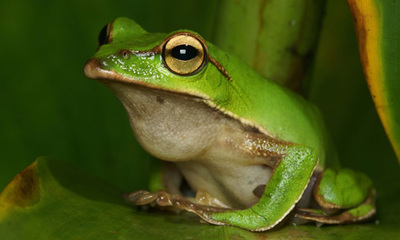 青蛙和电子蛙眼胡一鹏 王子变青蛙