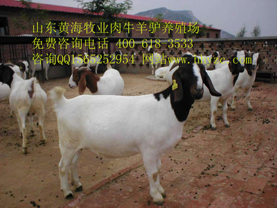 中国最牛的驴行家陈亮法 肉驴养殖肉羊肉牛