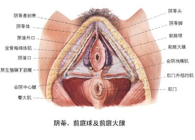 男性睾丸生理结构图 女性高清的生理结构图