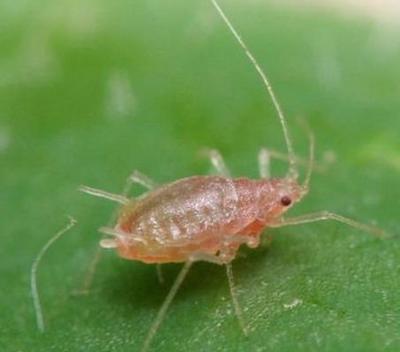 不喷农药，如何用环保的方法治蚜虫 防治蚜虫的农药