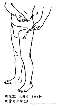 激痛点和肌肉疼痛自我按摩治疗（4）------臀部痛 臀部肌肉怎么练