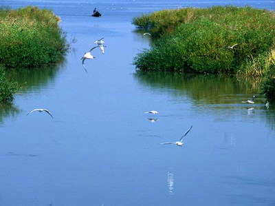 保护湿地生态系统的意义 湿地生态系统