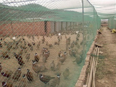 山鸡养殖市场前景好 山鸡养殖加盟