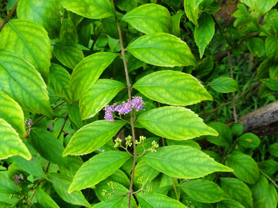 小紫珠•植物景观随拍 白棠子树 小紫珠