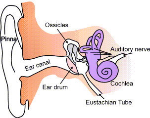 【一图解读】耳朵结构图 耳朵解剖结构图