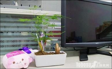 办公室植物风水 办公室养什么植物风水