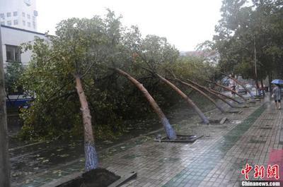台风“布拉万”袭扰哈尔滨 哈尔滨台风