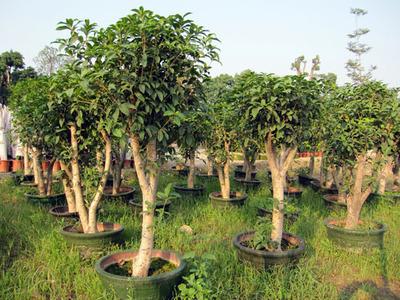 桂花树的特性与种植技术 桂花树种植技术网