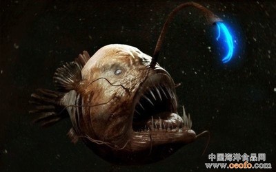 深海中的七大恐怖生物 深海中的八大恐怖生物