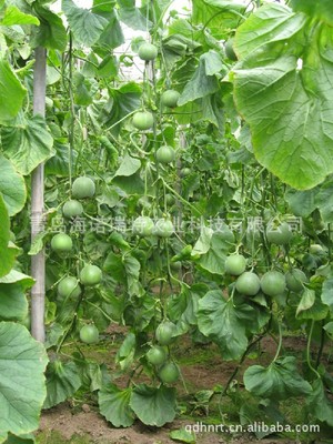 薄皮甜瓜(香瓜）吊蔓栽培技术 薄皮甜瓜种植技术
