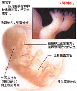 怀孕十七周胎儿有多大孕妇需要注意什么 孕妇三个月胎儿有多大
