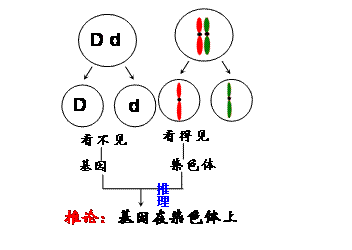 萨顿假说的提出是类比推理吗？ 类比推理