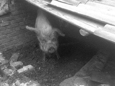 你还记得地震中的那个“猪坚强”吗?(图) 广州猪坚强驾校zhujq
