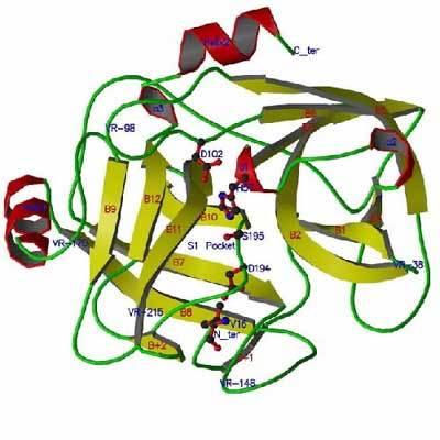 活性多肽和蛋白质的结构功能、分子设计和作用机理 多肽是蛋白质吗