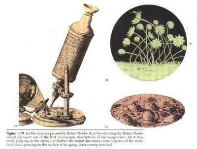 列文虎克发明显微镜的故事 微生物之父