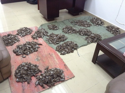 每年在上海郊区农贸市场被公开非法贩卖的野鸟岂止百万只？ 江苏野鸟会
