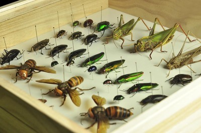昆虫标本采集制作 昆虫标本的采集与制作