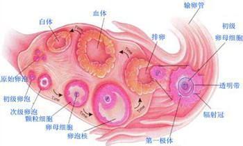 试管婴儿子宫内膜厚度卵子大小正常值 宫内膜厚度正常值