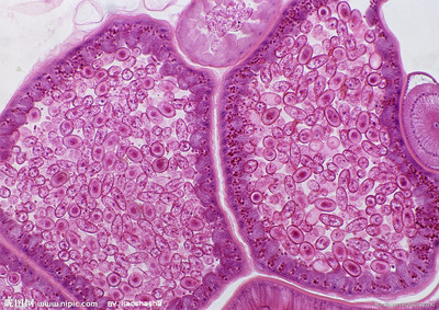 细胞分裂后的三种情况小结 细胞免疫的三种途径