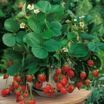 阳台种菜盆栽草莓的种植方法 盆栽草莓苗