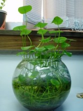 玻璃瓶里照样养植物 推荐一些可以水培的植物 水培玻璃瓶