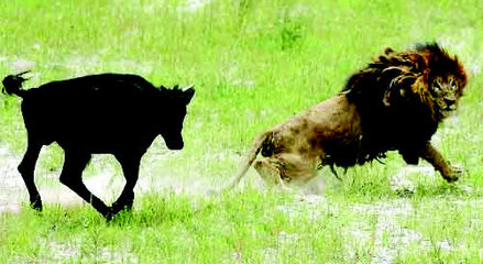 动物世界之狮王争霸战 动物世界狮子争夺领4地