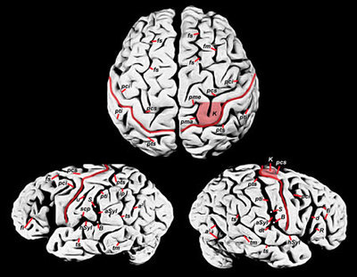 大脑结构详解 人的大脑结构图