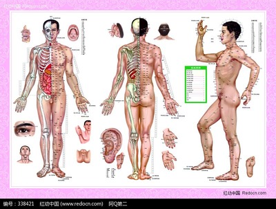 中医 穴位知识 中医穴位图解