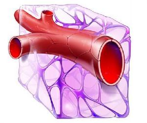 防治动脉（心脑）血管硬化及秘方系列 血管动脉粥样硬化