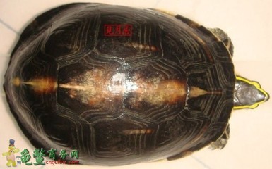 安布闭壳龟的亚种及区分 安布闭壳龟为什么便宜