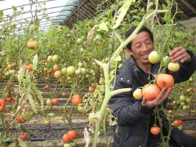 西红柿的栽培管理 大棚西红柿栽培技术