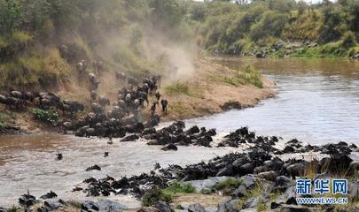 东非野生动物大迁徙 马拉河动物大迁徙视频