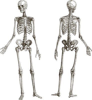 人体有多少块骨头 女人体有多少块骨头
