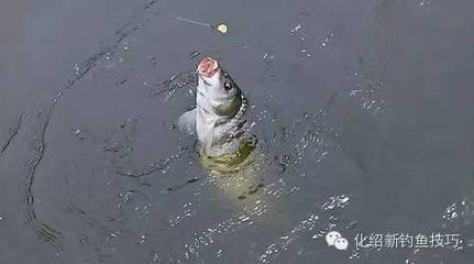 春季钓鲤鱼技巧-最实用的经验总结 春季钓鲤鱼饵料配方