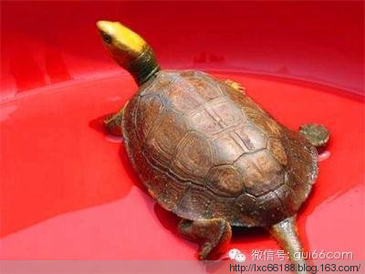 图解金头闭壳龟、潘氏闭壳龟、金杂潘的区别（多图） 金头闭壳龟