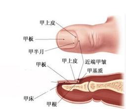 指甲上的月牙代表什么 手指月牙看生育能力