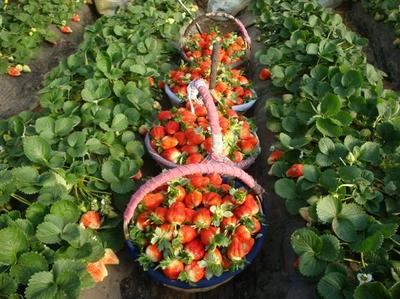 草莓图片和介绍 草莓品种介绍