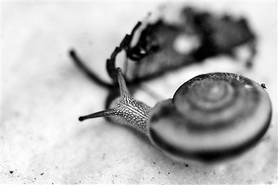 观察蜗牛 观察蜗牛是否有视觉
