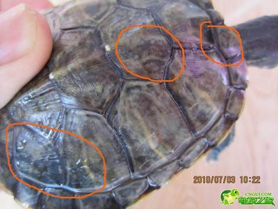 巴西龟腐甲病治疗记录 巴西龟壳腐甲能泡水吗