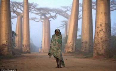 地理四弹子 铁弹子地理元机/（南唐）何令通撰/（明）游嵩注 铅弹 铁弹子