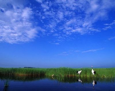 扎龙湿地 扎龙自然保护区