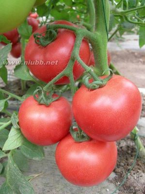 有机西红柿高产栽培技术 西红柿高产栽培技术