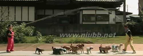 13只狗同时跳绳!2012版吉尼斯世界纪录出炉! 跳绳吉尼斯世界纪录