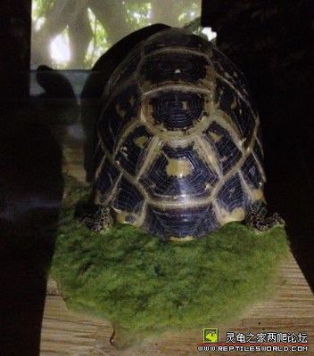 陆龟之见 --隆背成因、拉稀 缅甸陆龟拉稀会拉尿吗